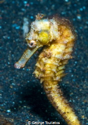 Seahorse!!! by George Touliatos 